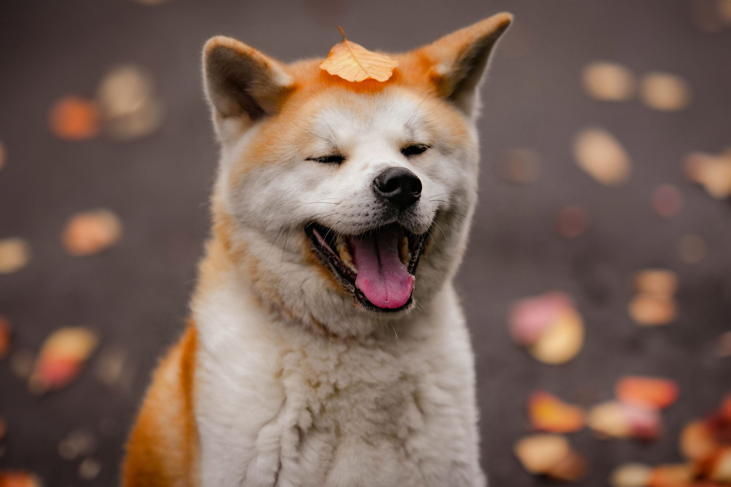 Séance photo automnale