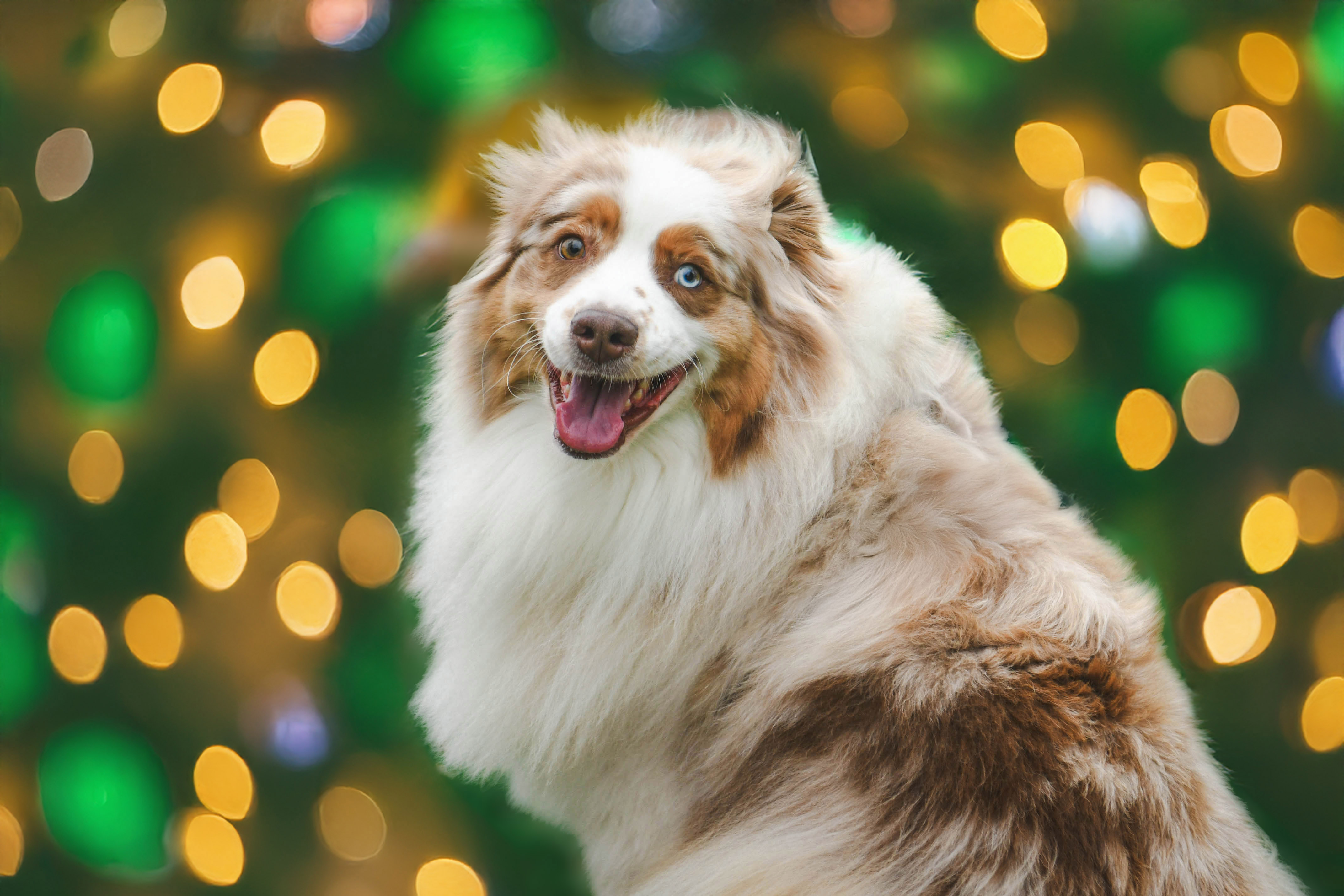 Shooting photo animalier shooting photo animalier boulogne sur mer