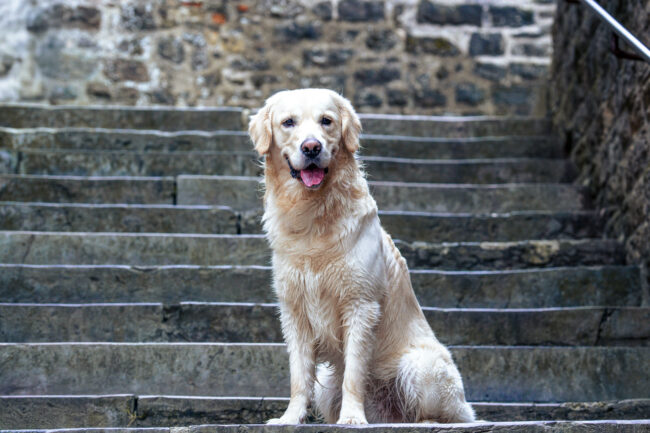 shooting animalier boulogne sur mer shooting boulogne sur mer