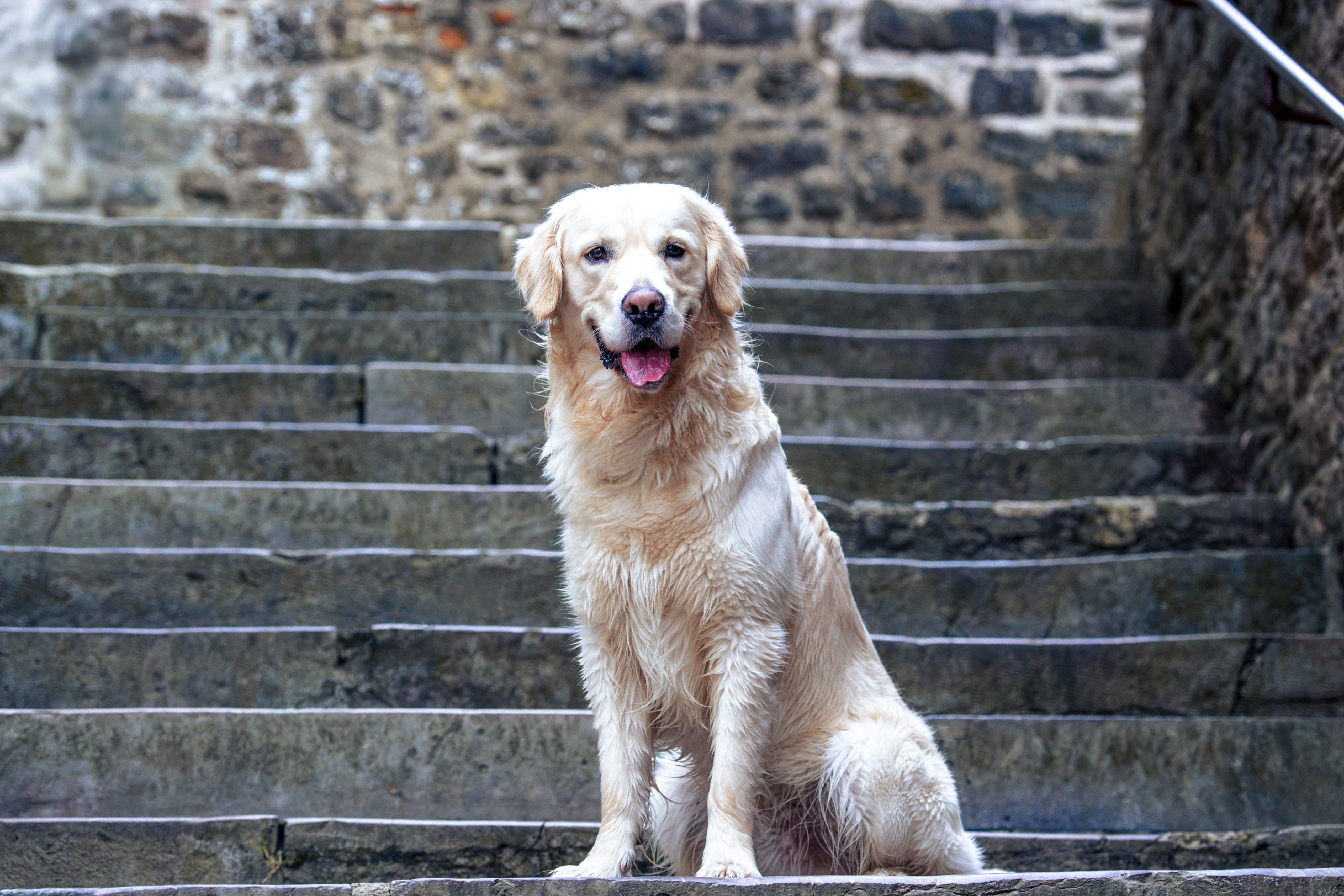 shooting animalier boulogne sur mer shooting boulogne sur mer