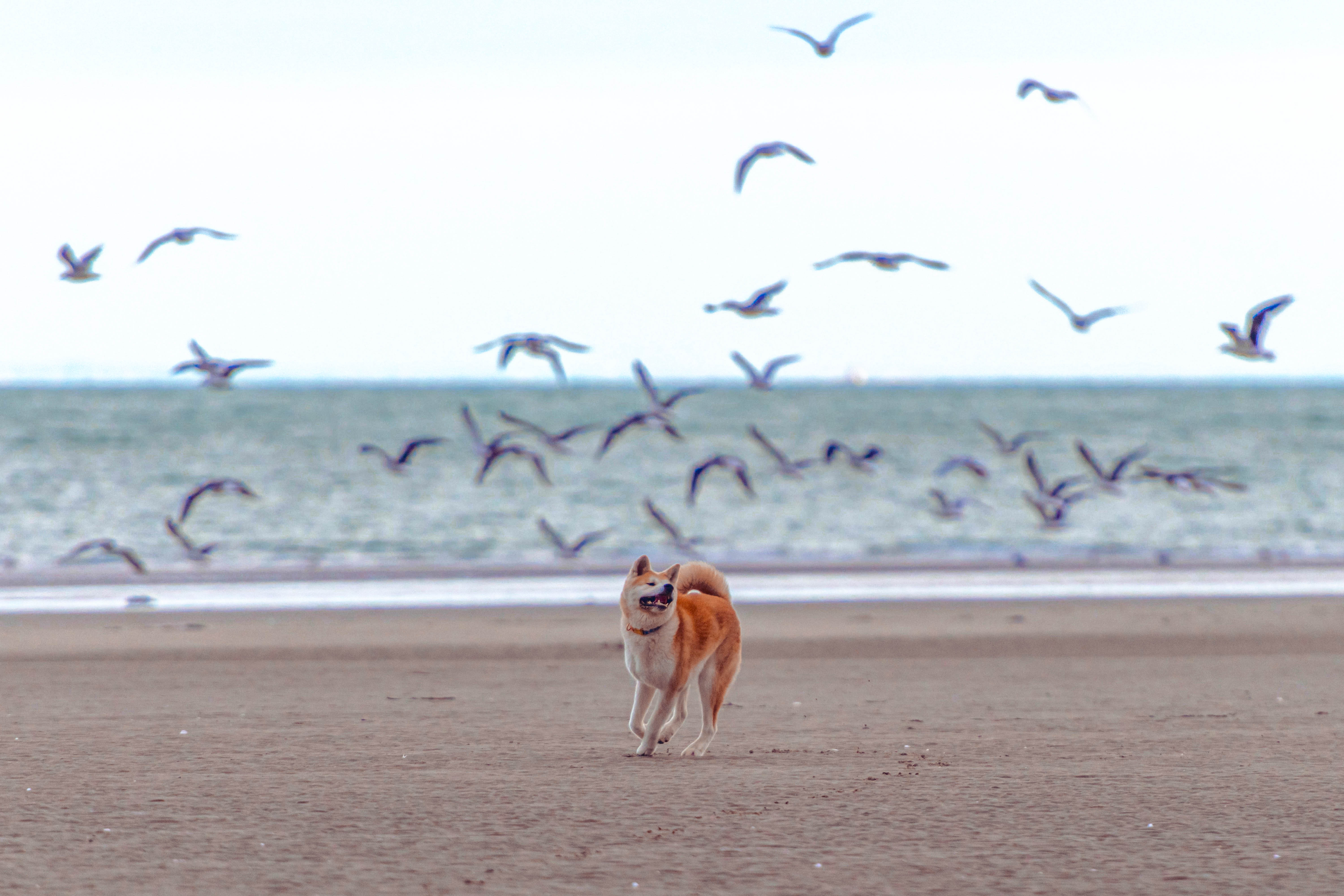 shooting animalier boulgone sur mer