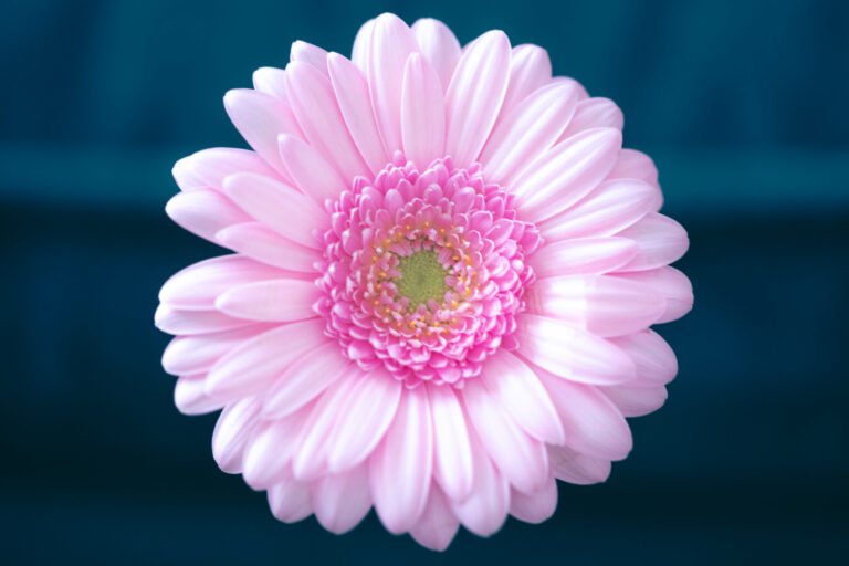 fleurs carine Sannier