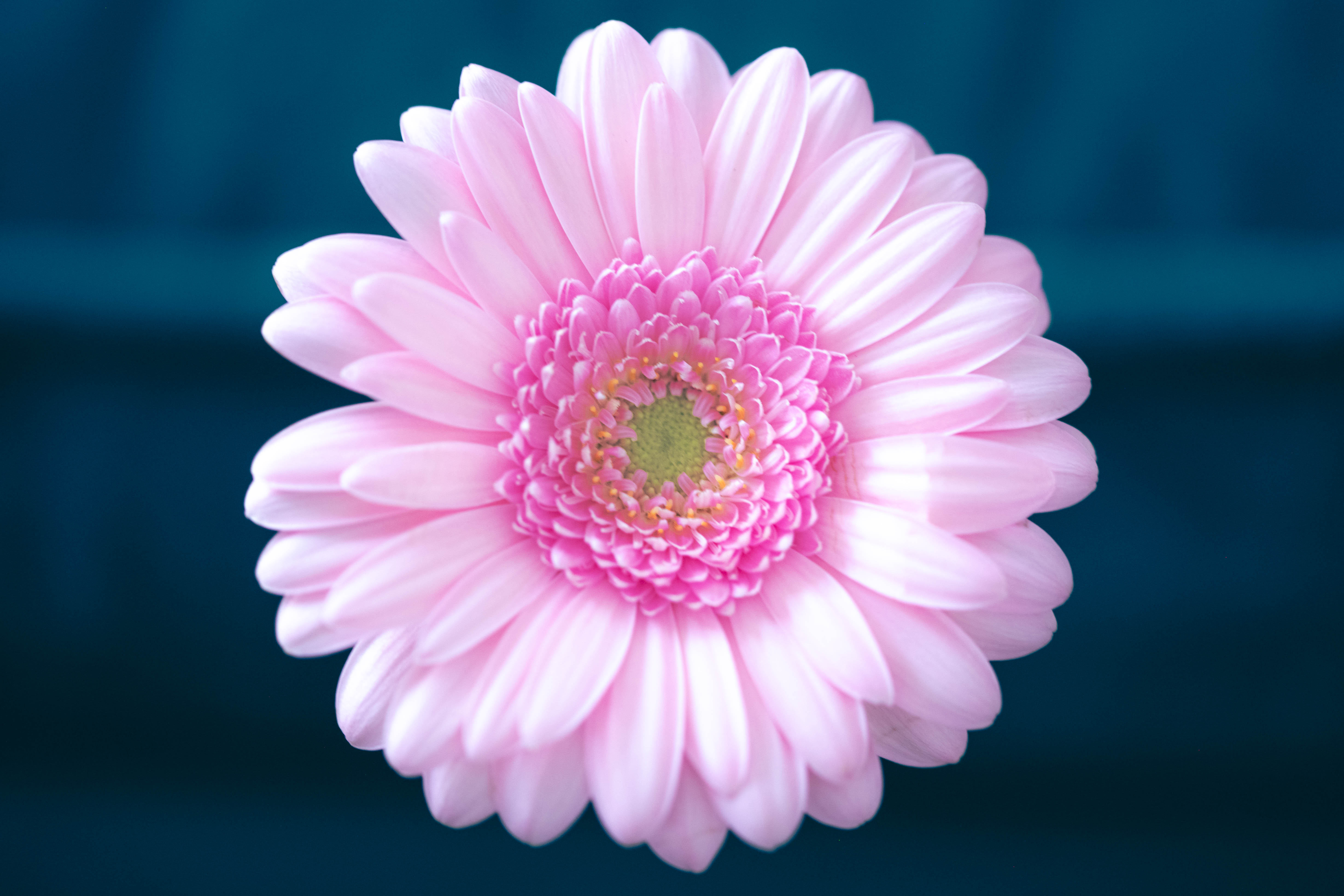 macrophotographie fleurs carine Sannier fleurs carine Sannier