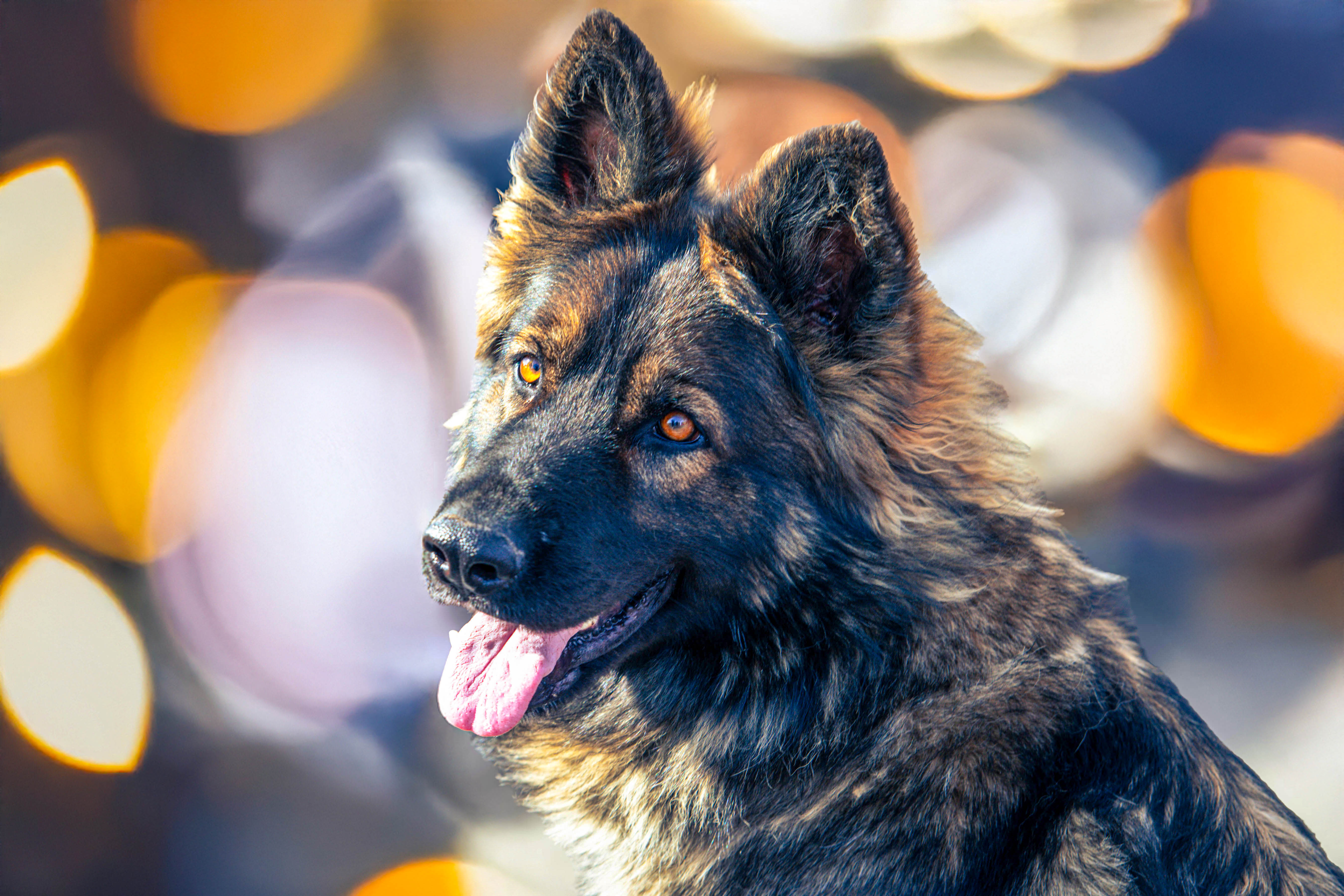 dog run 2025 dog run 2025